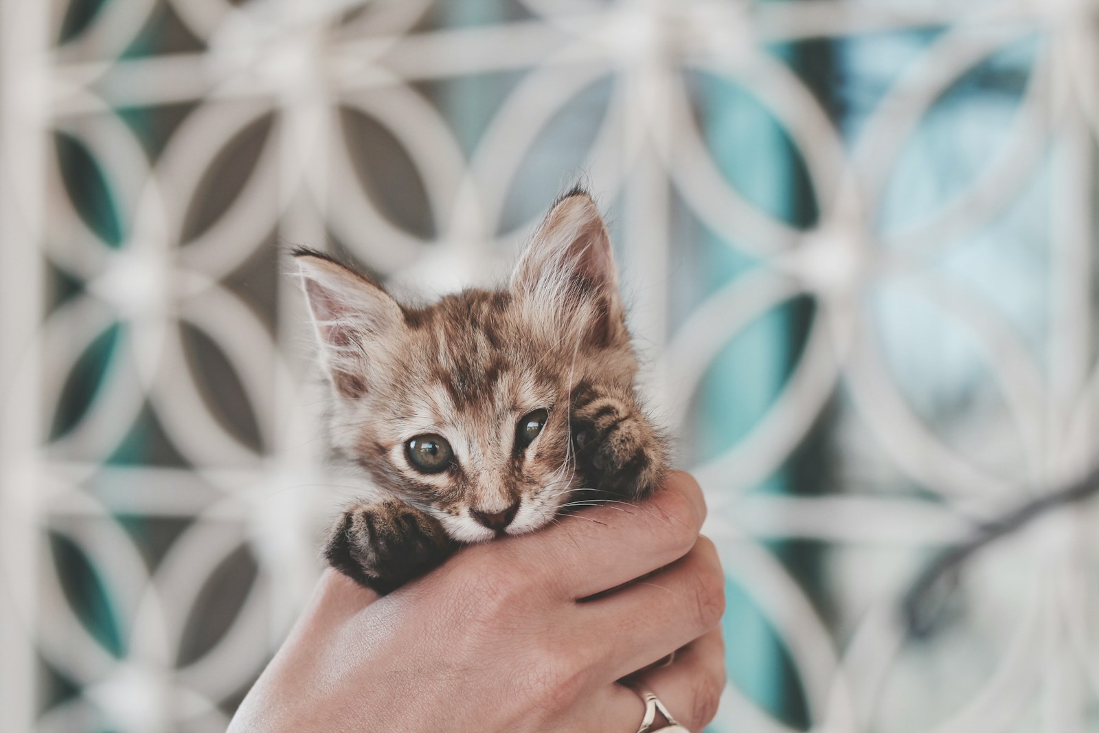 Pourquoi choisir de la nourriture humide pour les chatons ?